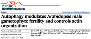 王浩团队揭示细胞自噬调控植物雄...